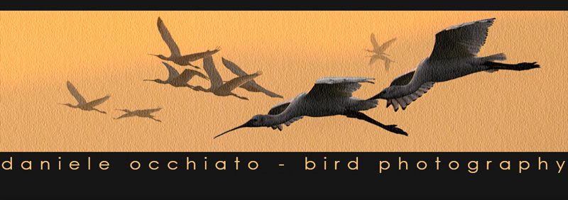 header daniele occhiato bird photography